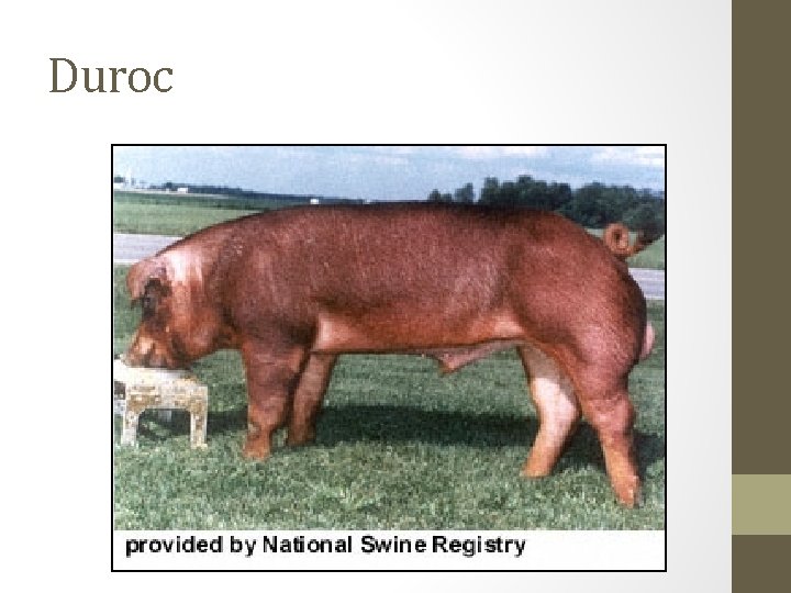 Duroc 