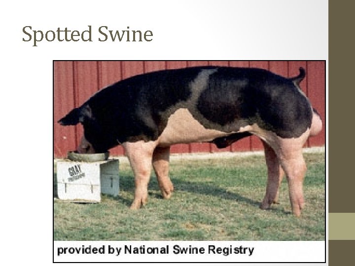 Spotted Swine 