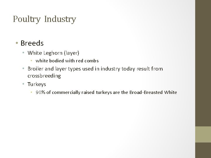 Poultry Industry • Breeds • White Leghorn (layer) • white bodied with red combs