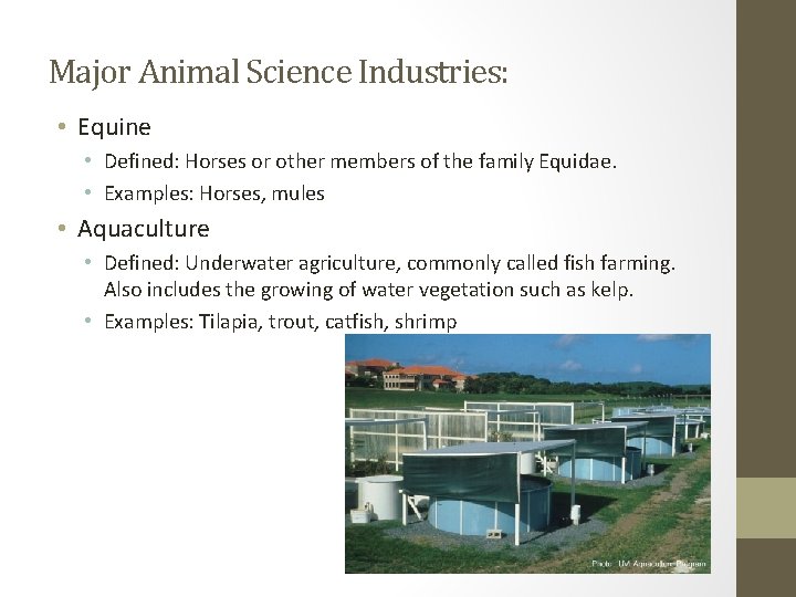 Major Animal Science Industries: • Equine • Defined: Horses or other members of the