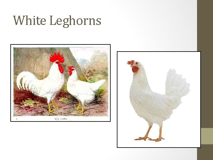 White Leghorns 