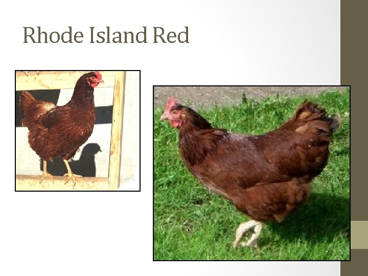 Rhode Island Red 