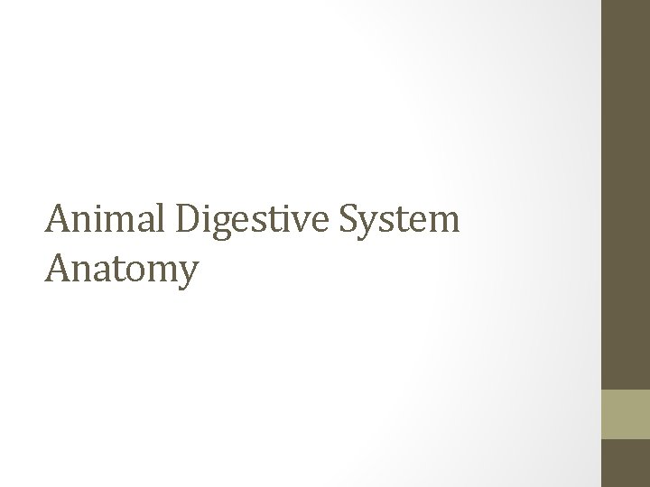 Animal Digestive System Anatomy 