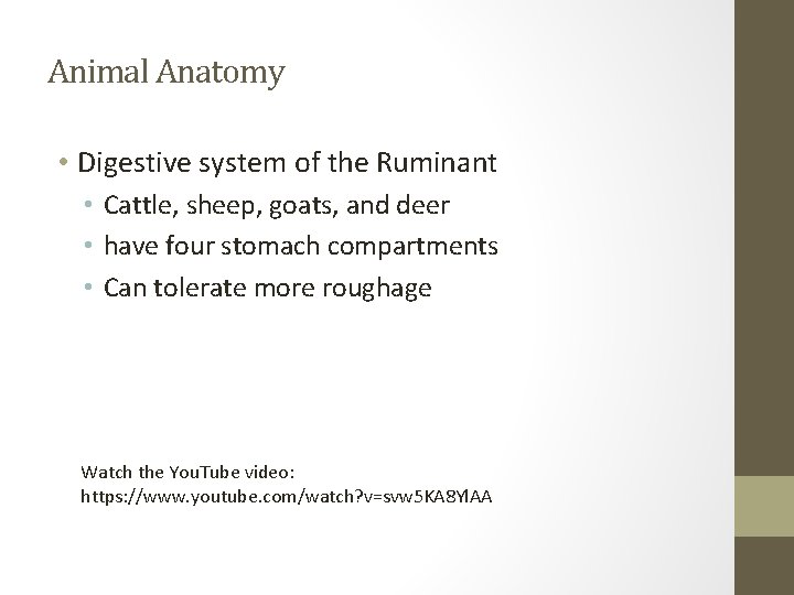 Animal Anatomy • Digestive system of the Ruminant • Cattle, sheep, goats, and deer