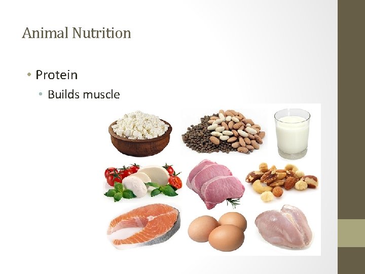 Animal Nutrition • Protein • Builds muscle 