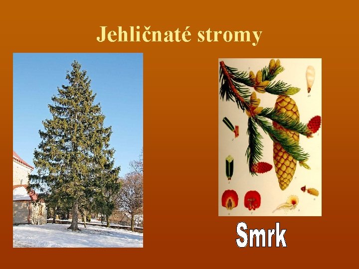 Jehličnaté stromy 