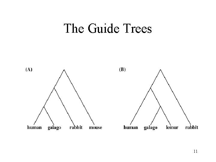 The Guide Trees 11 