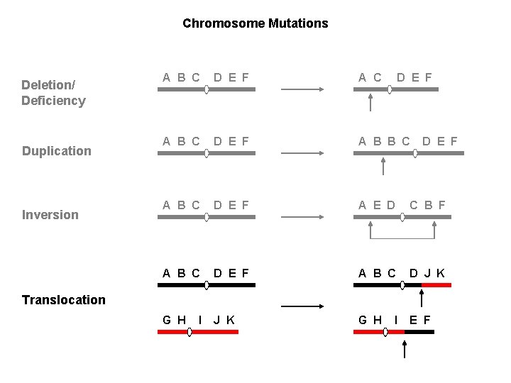 Chromosome Mutations Deletion/ Deficiency Duplication Inversion A B C D E F A B