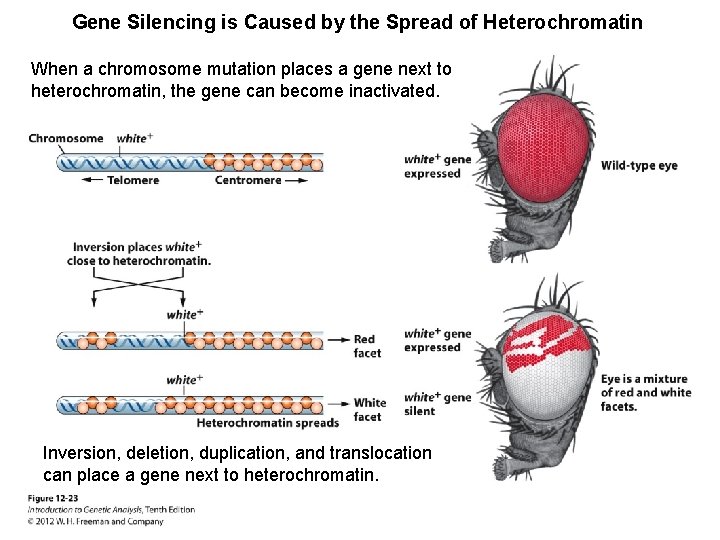 Gene Silencing is Caused by the Spread of Heterochromatin When a chromosome mutation places