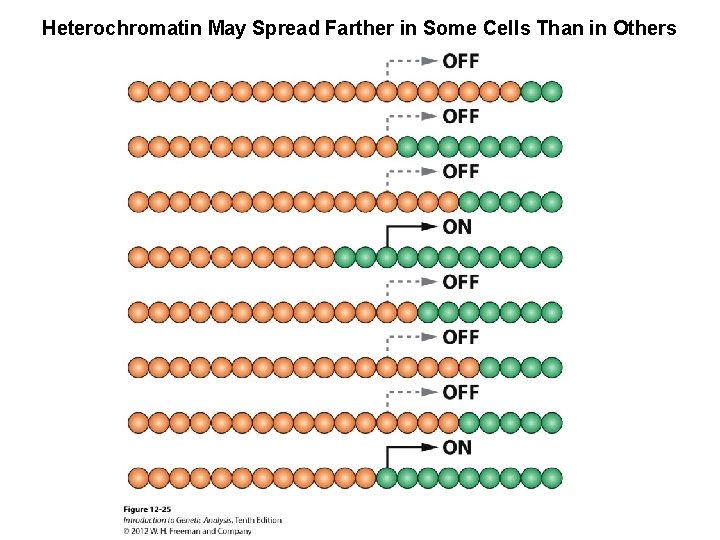 Heterochromatin May Spread Farther in Some Cells Than in Others 