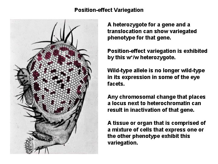 Position-effect Variegation A heterozygote for a gene and a translocation can show variegated phenotype