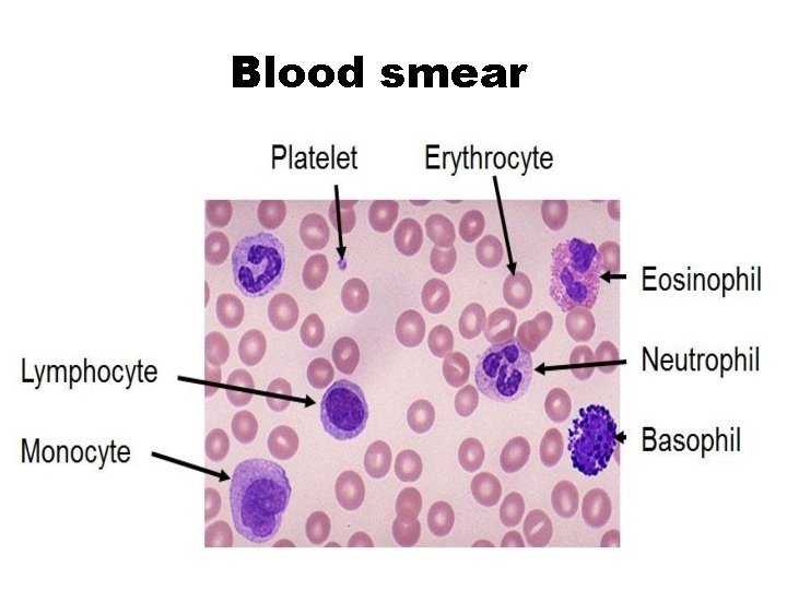 Blood smear 