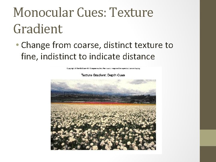 Monocular Cues: Texture Gradient • Change from coarse, distinct texture to fine, indistinct to