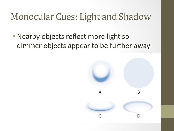 Monocular Cues: Light and Shadow • Nearby objects reflect more light so dimmer objects