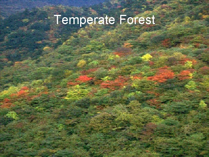 Temperate Forest 