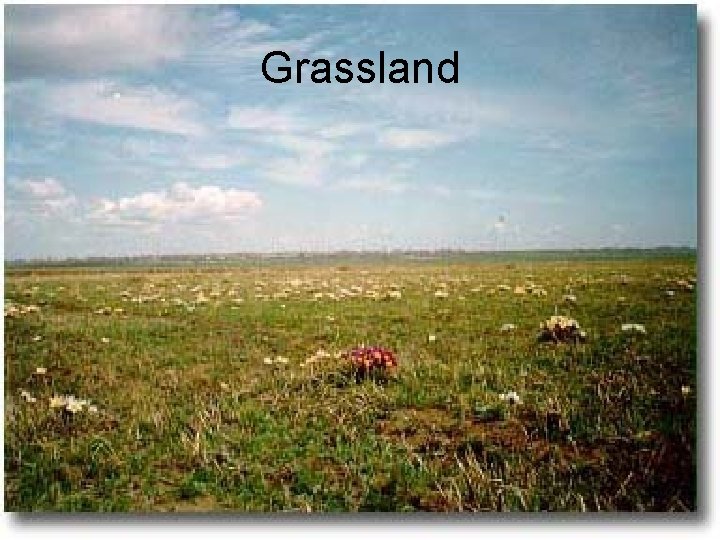 Grassland 