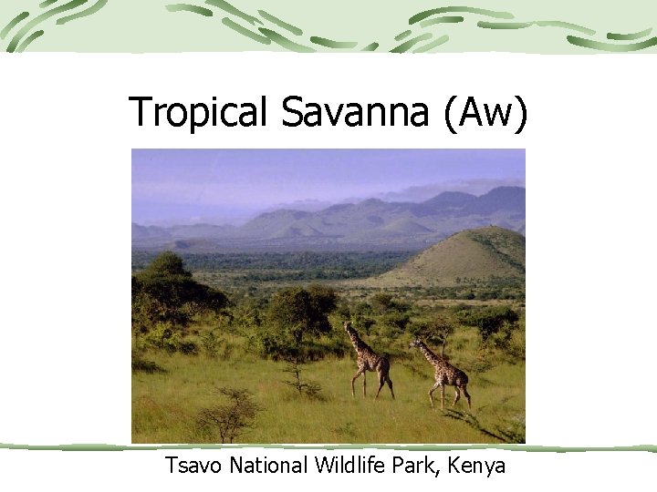Tropical Savanna (Aw) Tsavo National Wildlife Park, Kenya 