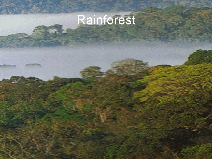 Rainforest 