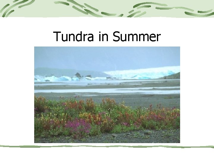 Tundra in Summer 