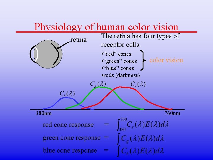 Physiology of human color vision retina The retina has four types of receptor cells.