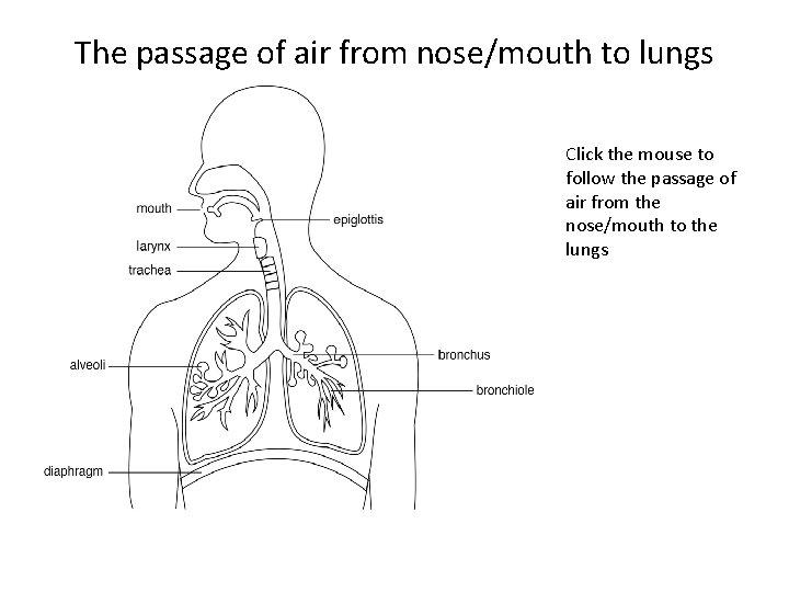 The passage of air from nose/mouth to lungs Click the mouse to follow the