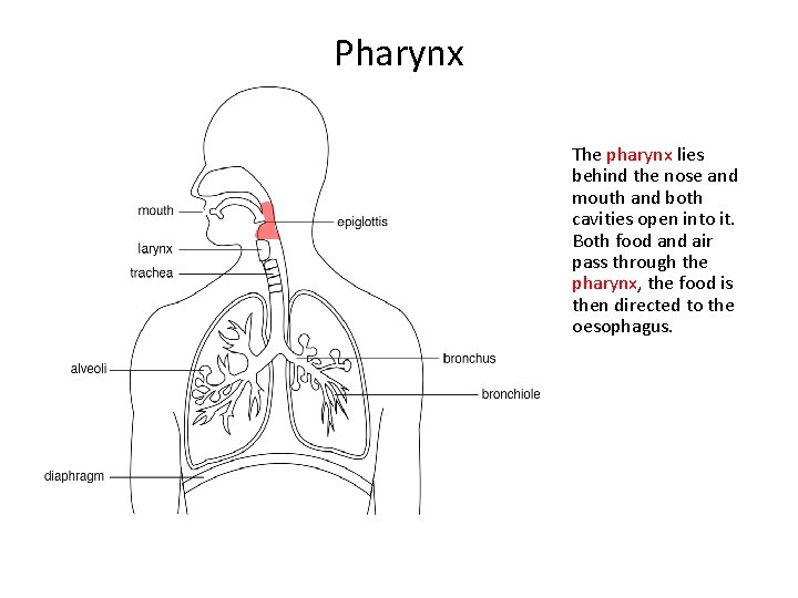 Pharynx The pharynx lies behind the nose and mouth and both cavities open into
