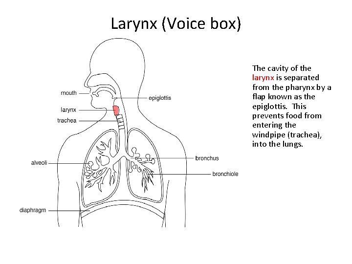 Larynx (Voice box) The cavity of the larynx is separated from the pharynx by