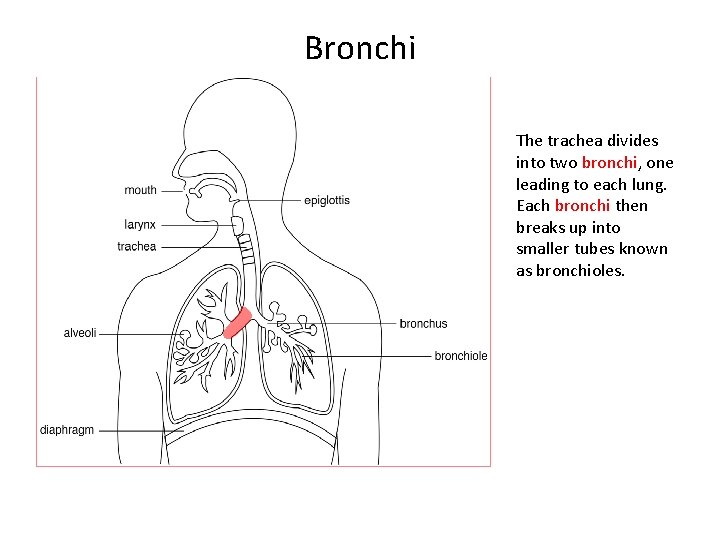 Bronchi The trachea divides into two bronchi, one leading to each lung. Each bronchi