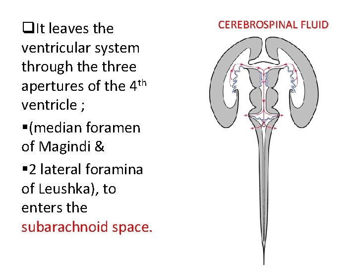 q. It leaves the ventricular system through the three apertures of the 4 th