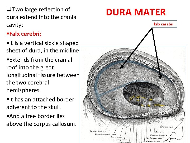 q. Two large reflection of dura extend into the cranial cavity; §Falx cerebri; §It