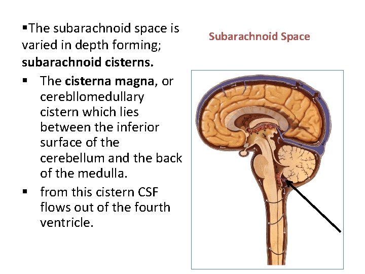 §The subarachnoid space is varied in depth forming; subarachnoid cisterns. § The cisterna magna,