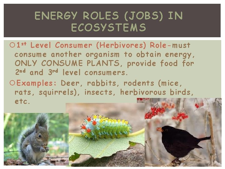 ENERGY ROLES (JOBS) IN ECOSYSTEMS 1 st Level Consumer (Herbivores) Role-must consume another organism
