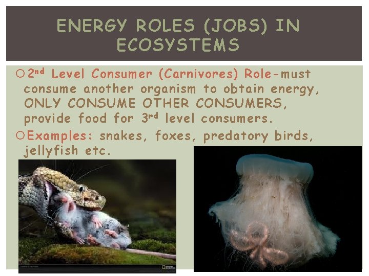 ENERGY ROLES (JOBS) IN ECOSYSTEMS 2 nd Level Consumer (Carnivores) Role-must consume another organism