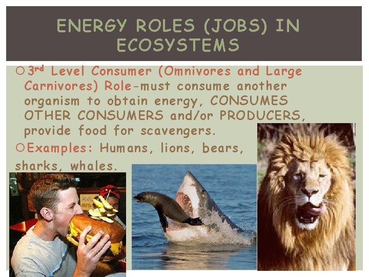 ENERGY ROLES (JOBS) IN ECOSYSTEMS 3 rd Level Consumer (Omnivores and Large Carnivores) Role-must