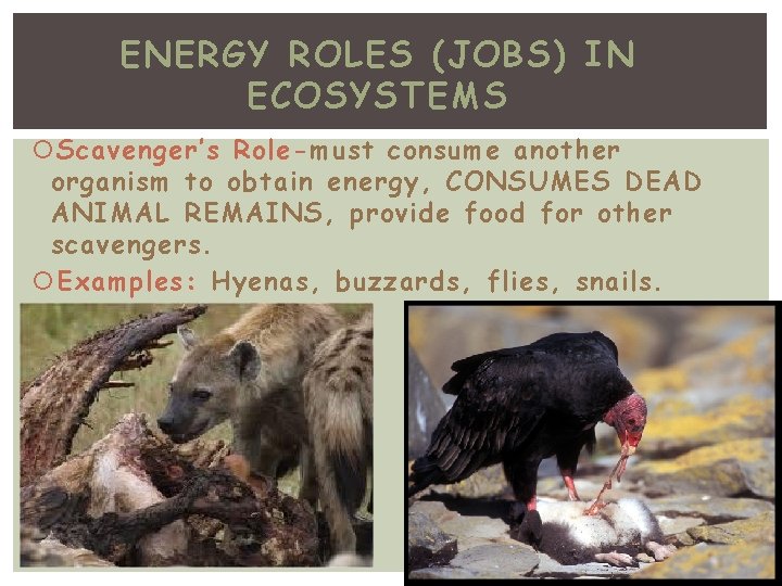 ENERGY ROLES (JOBS) IN ECOSYSTEMS Scavenger’s Role-must consume another organism to obtain energy, CONSUMES