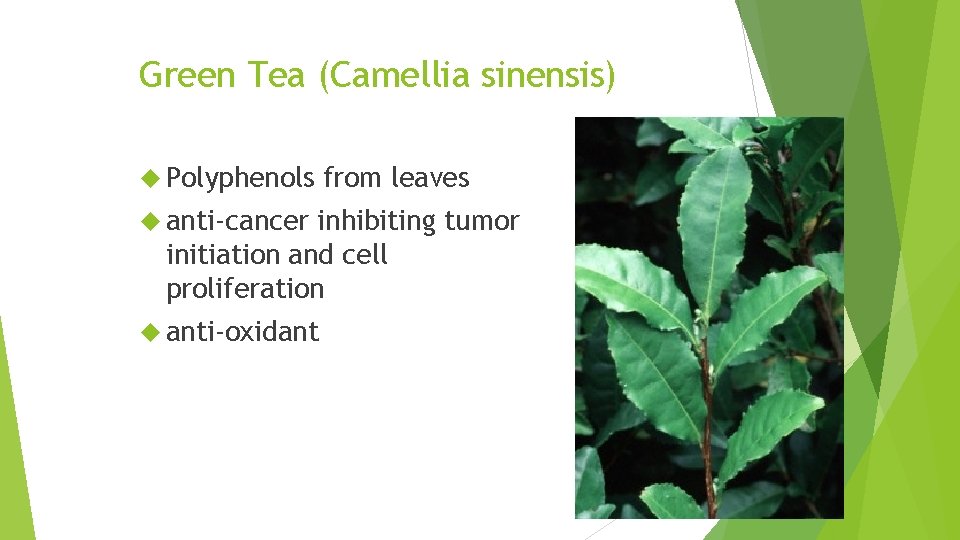 Green Tea (Camellia sinensis) Polyphenols anti-cancer from leaves inhibiting tumor initiation and cell proliferation Green Tea (Camellia sinensis) Polyphenols anti-cancer from leaves inhibiting tumor initiation and cell proliferation