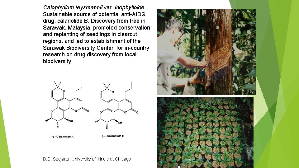 Calophyllum teysmannii var. inophylloide. Sustainable source of potential anti-AIDS drug, calanolide B. Discovery from Calophyllum teysmannii var. inophylloide. Sustainable source of potential anti-AIDS drug, calanolide B. Discovery from