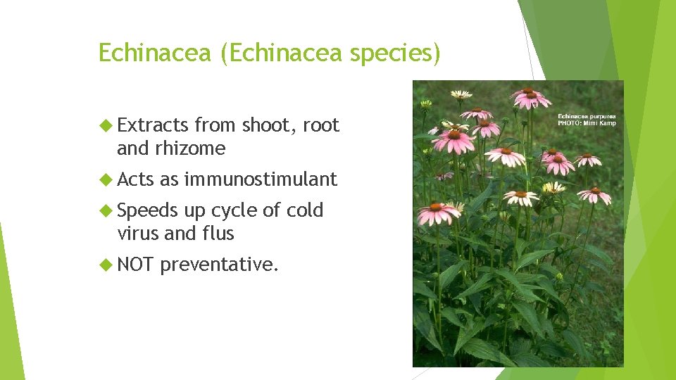 Echinacea (Echinacea species) Extracts from shoot, root and rhizome Acts as immunostimulant Speeds up