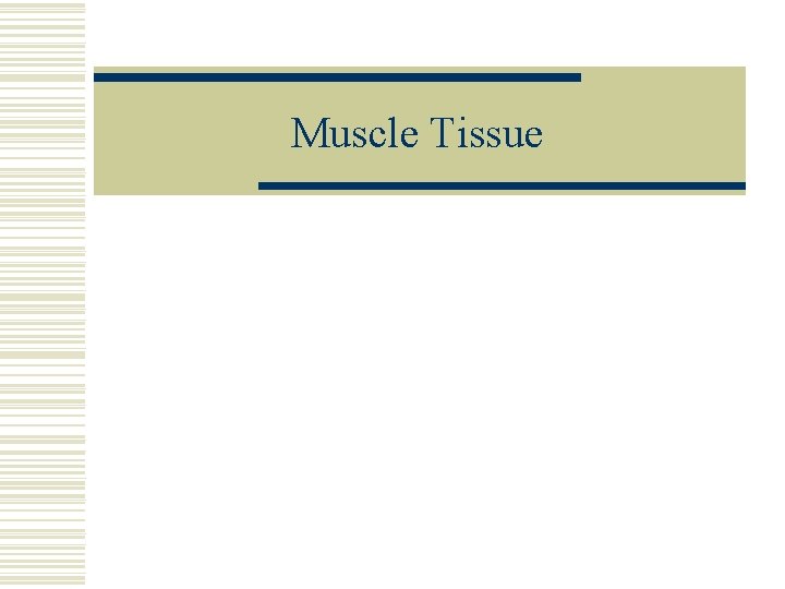 Muscle Tissue 