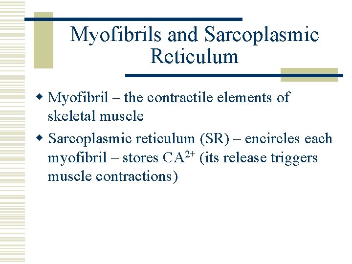Myofibrils and Sarcoplasmic Reticulum w Myofibril – the contractile elements of skeletal muscle w