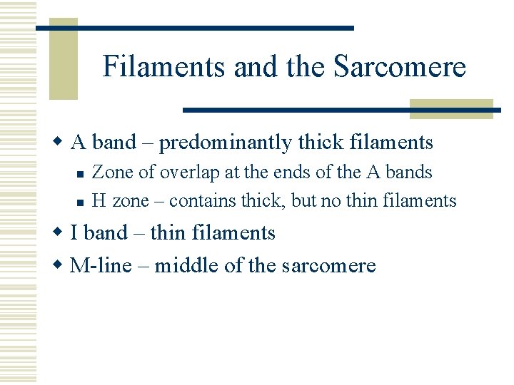 Filaments and the Sarcomere w A band – predominantly thick filaments n n Zone