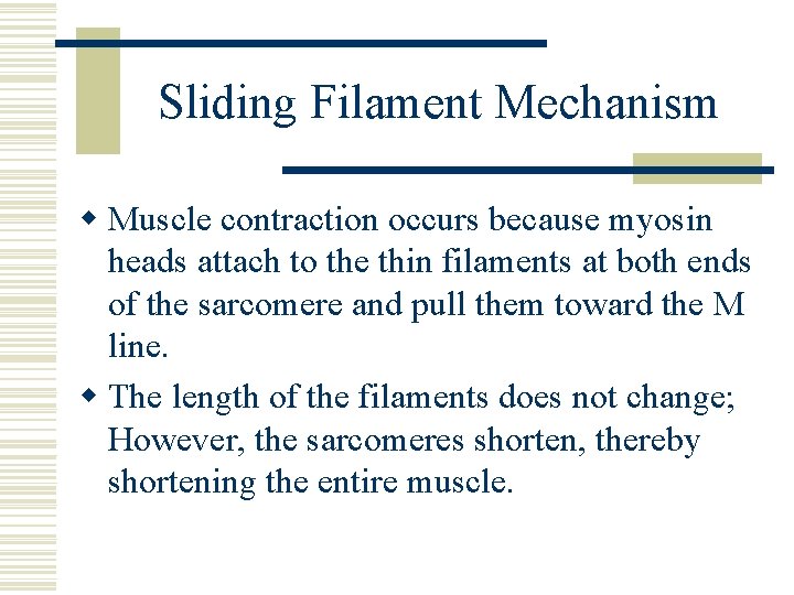Sliding Filament Mechanism w Muscle contraction occurs because myosin heads attach to the thin