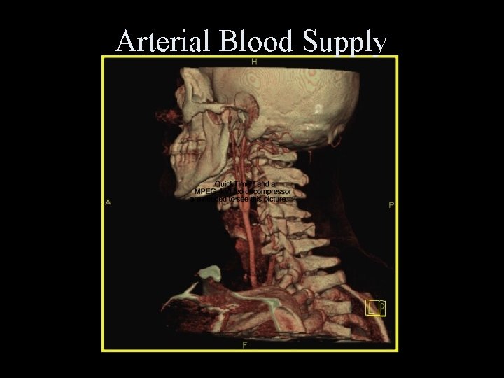 Arterial Blood Supply 