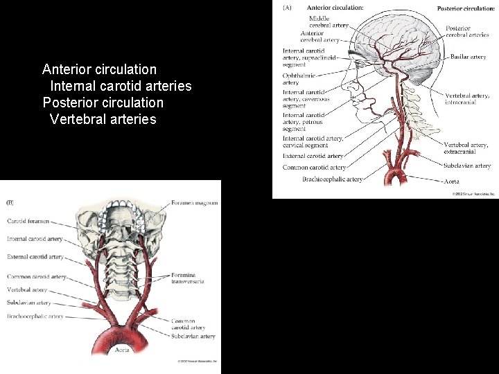 Anterior circulation Internal carotid arteries Posterior circulation Vertebral arteries 