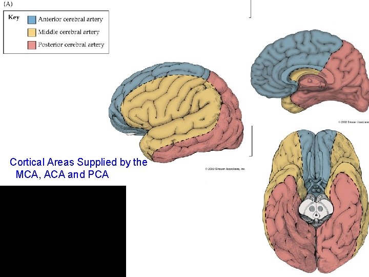 Cortical Areas Supplied by the MCA, ACA and PCA 