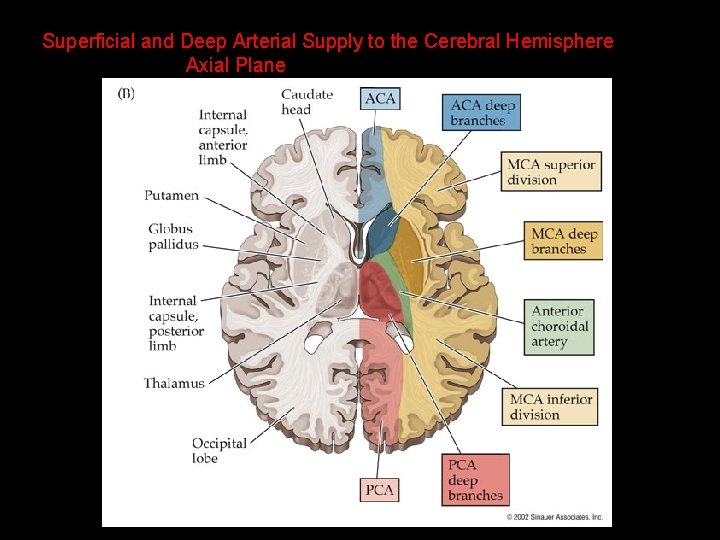Superficial and Deep Arterial Supply to the Cerebral Hemisphere Axial Plane 