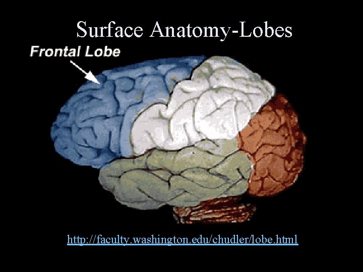 Surface Anatomy-Lobes http: //faculty. washington. edu/chudler/lobe. html 