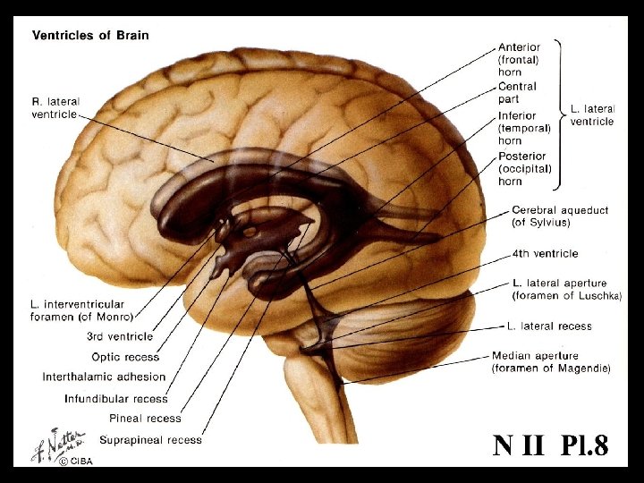 Ventricles http: //faculty. washington. edu/chudler/vent. html 