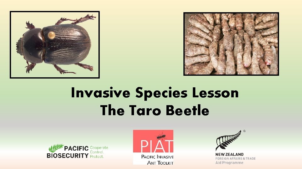 Invasive Species Lesson The Taro Beetle 