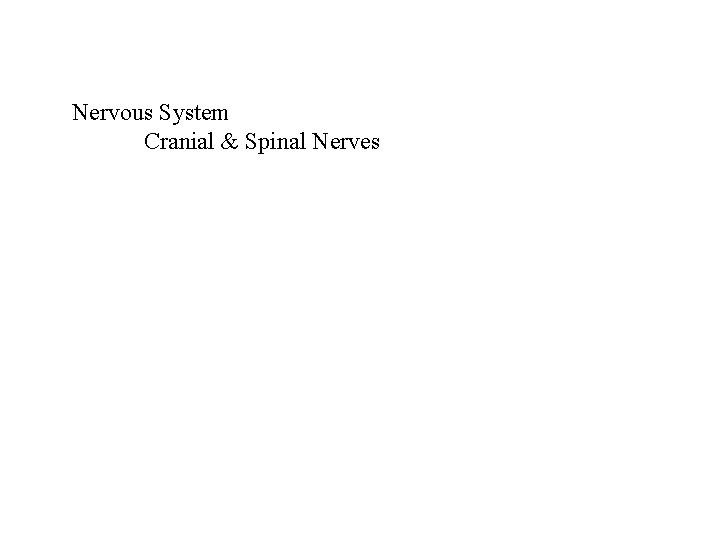 Nervous System Cranial & Spinal Nerves 